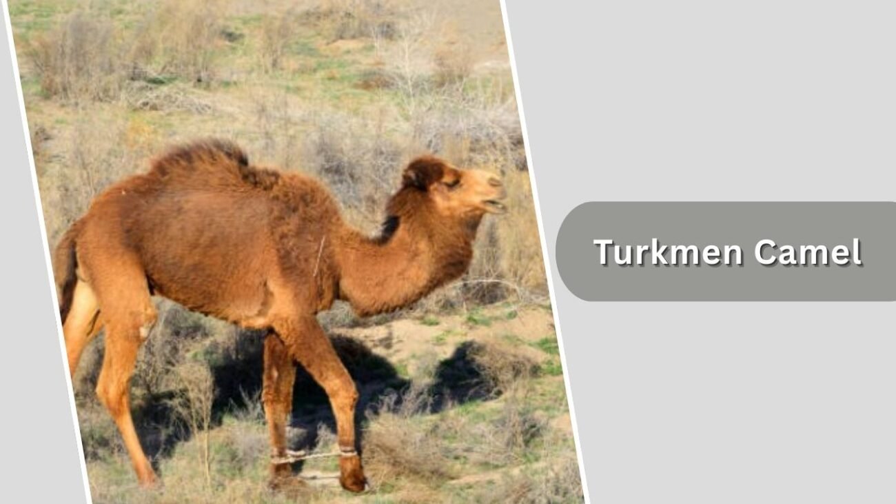 Turkmen Camel