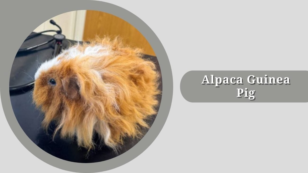 Alpaca Guinea Pig Alpaca Guinea Pig