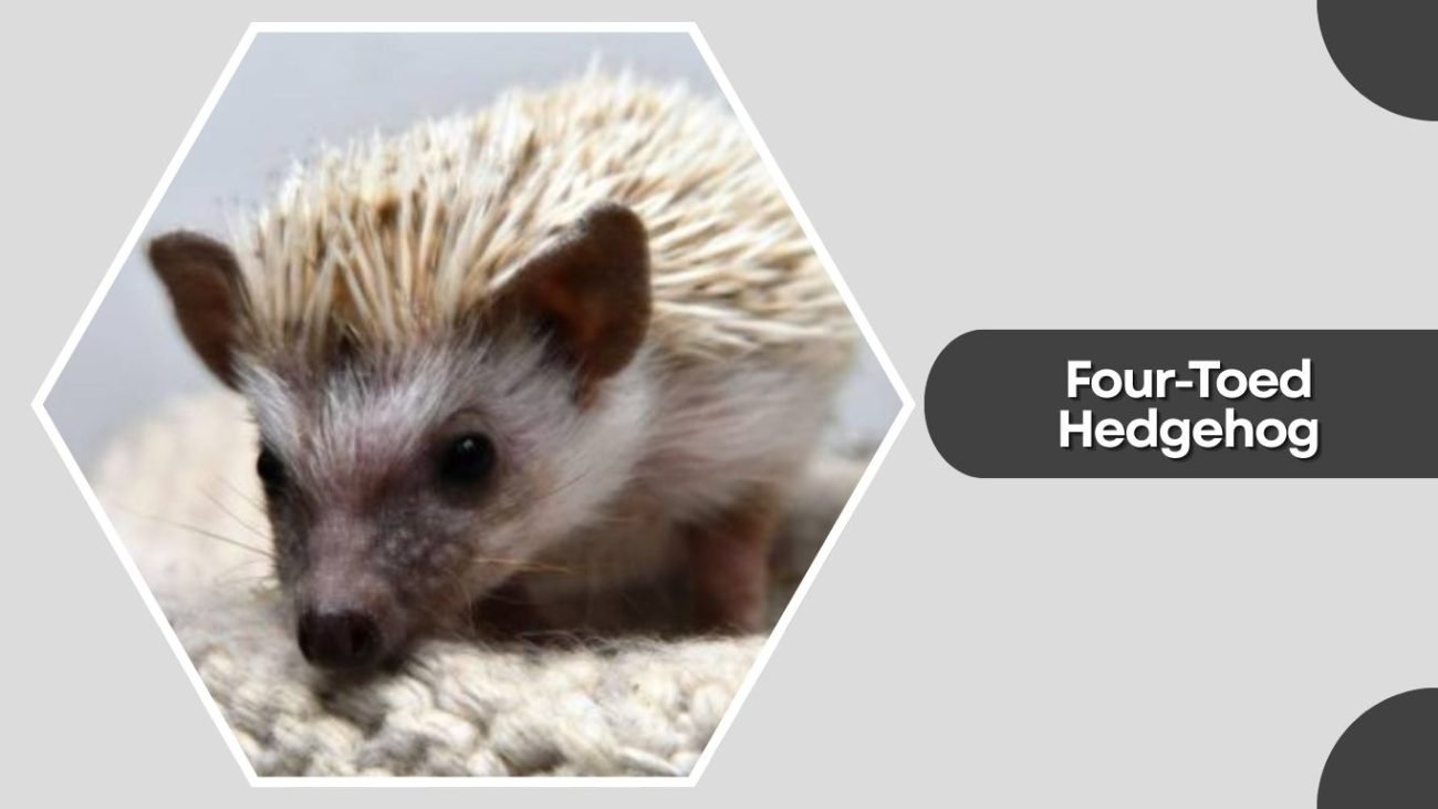 Four-Toed Hedgehog Four-Toed Hedgehog