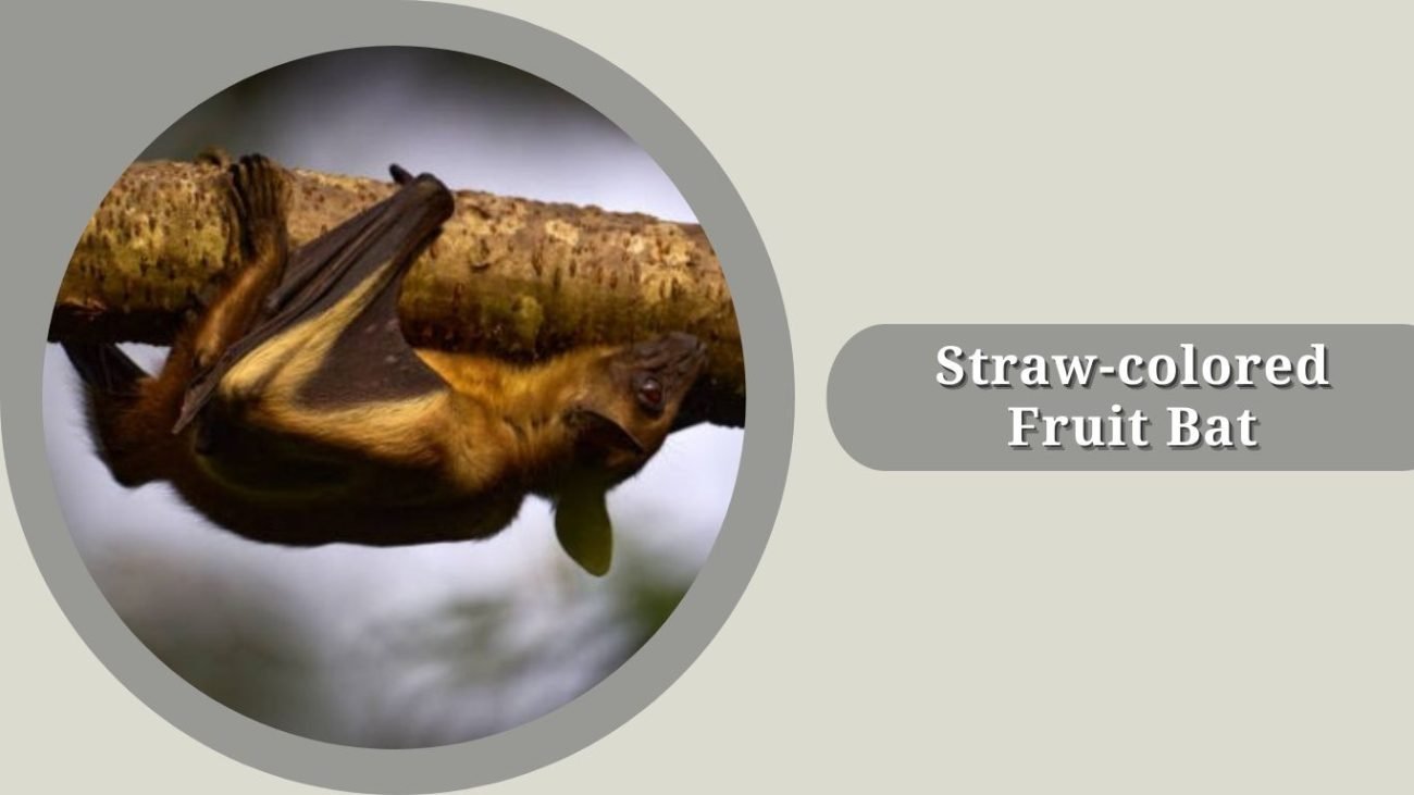 Straw-colored Fruit Bat