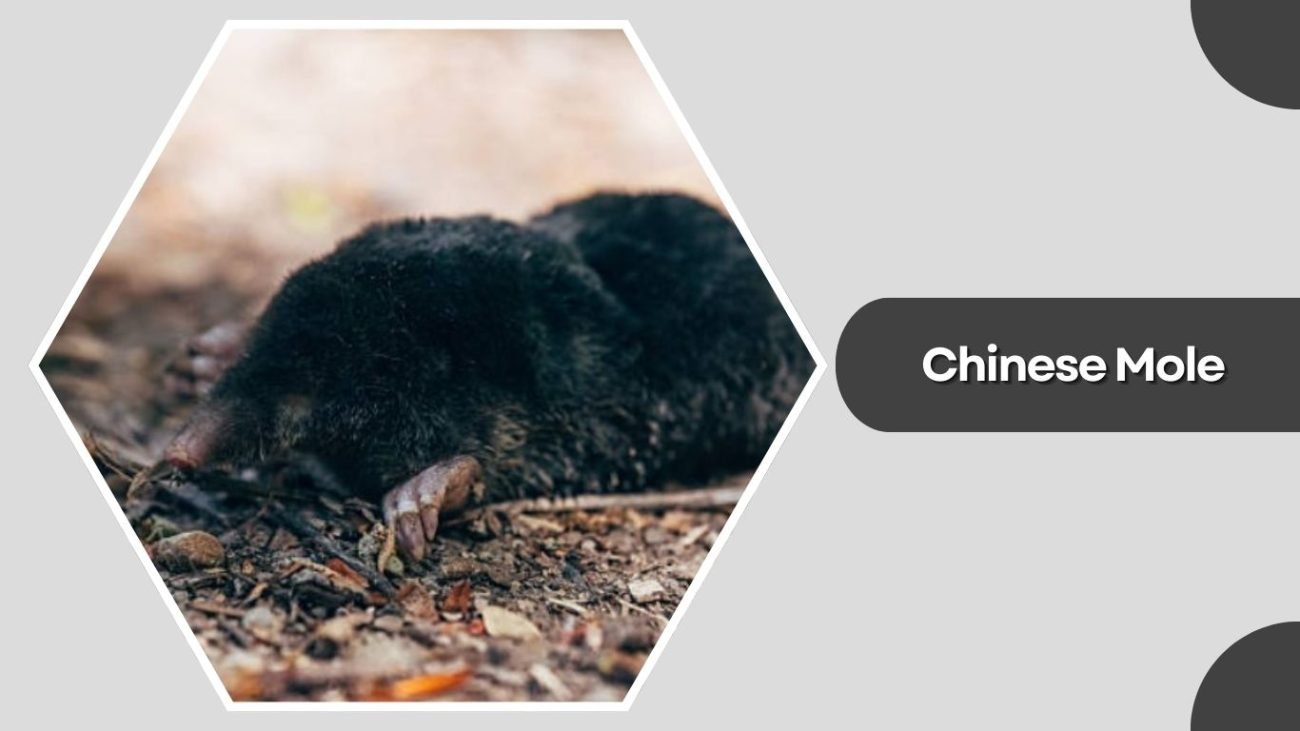 Chinese Mole