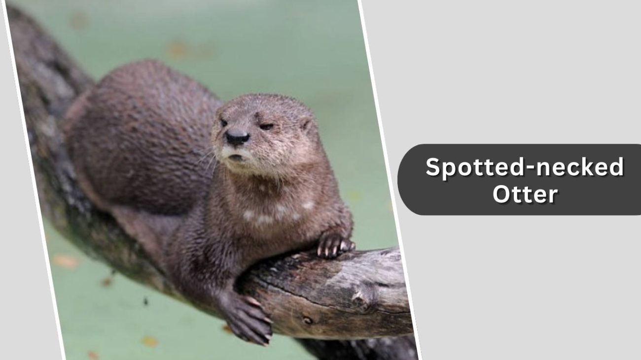 Spotted-necked Otter