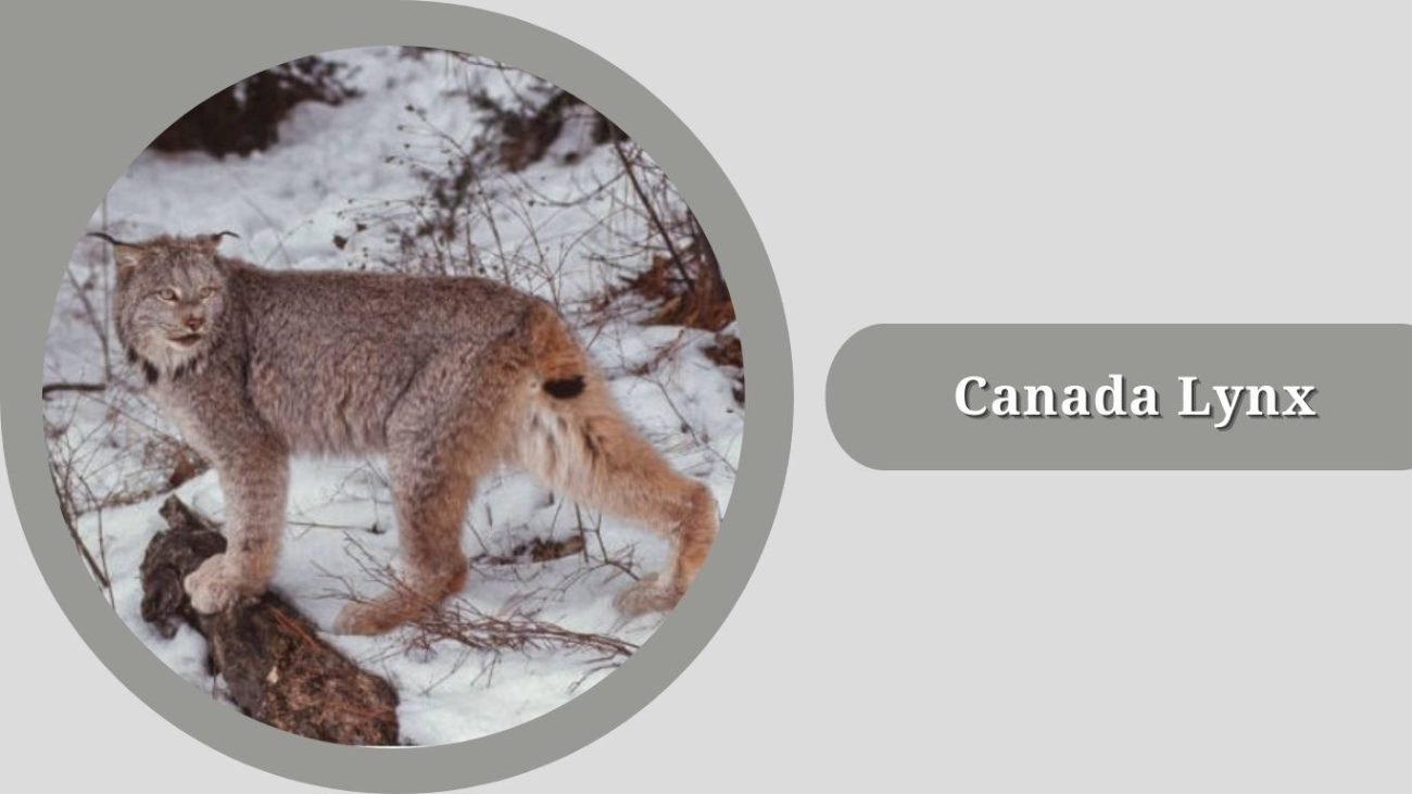 Canada Lynx