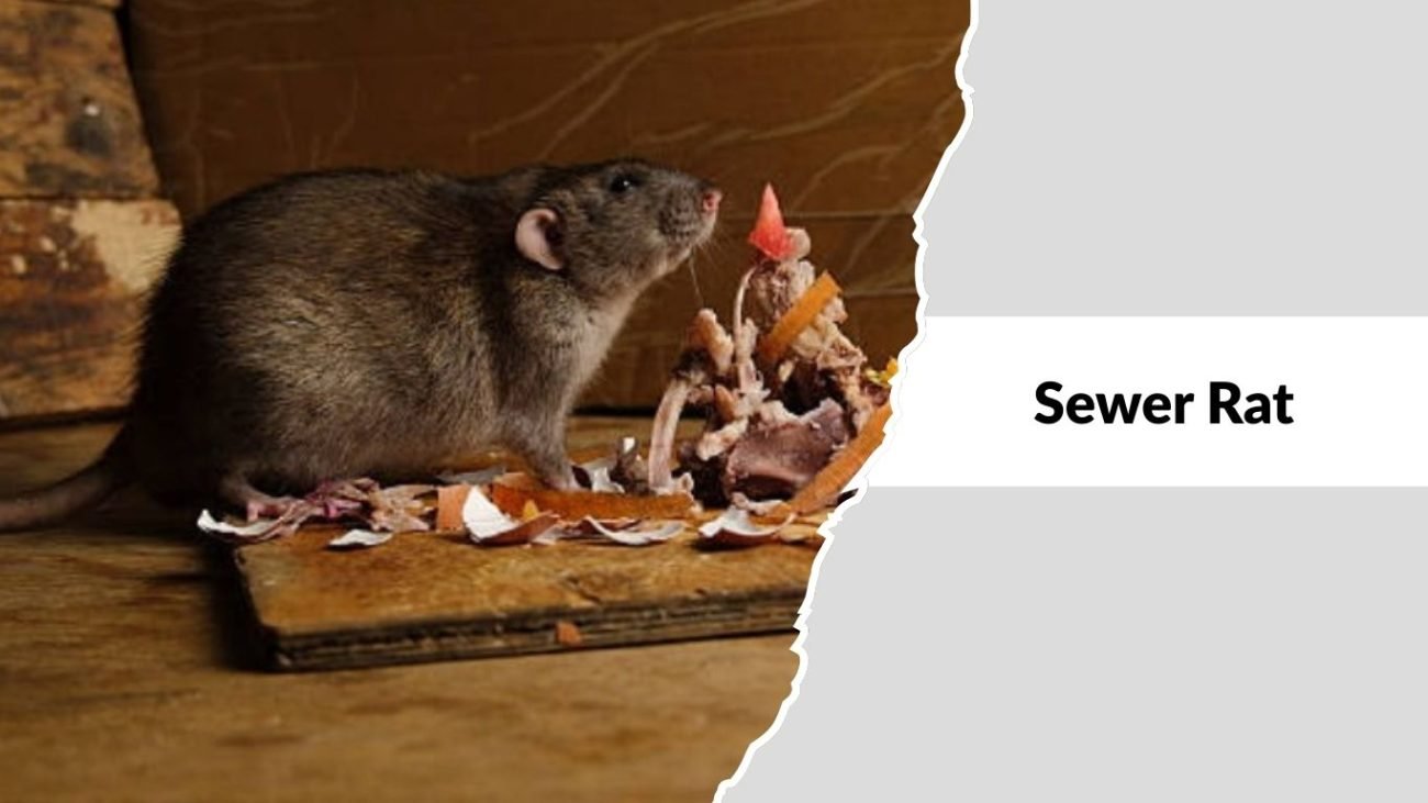  Sewer Rat