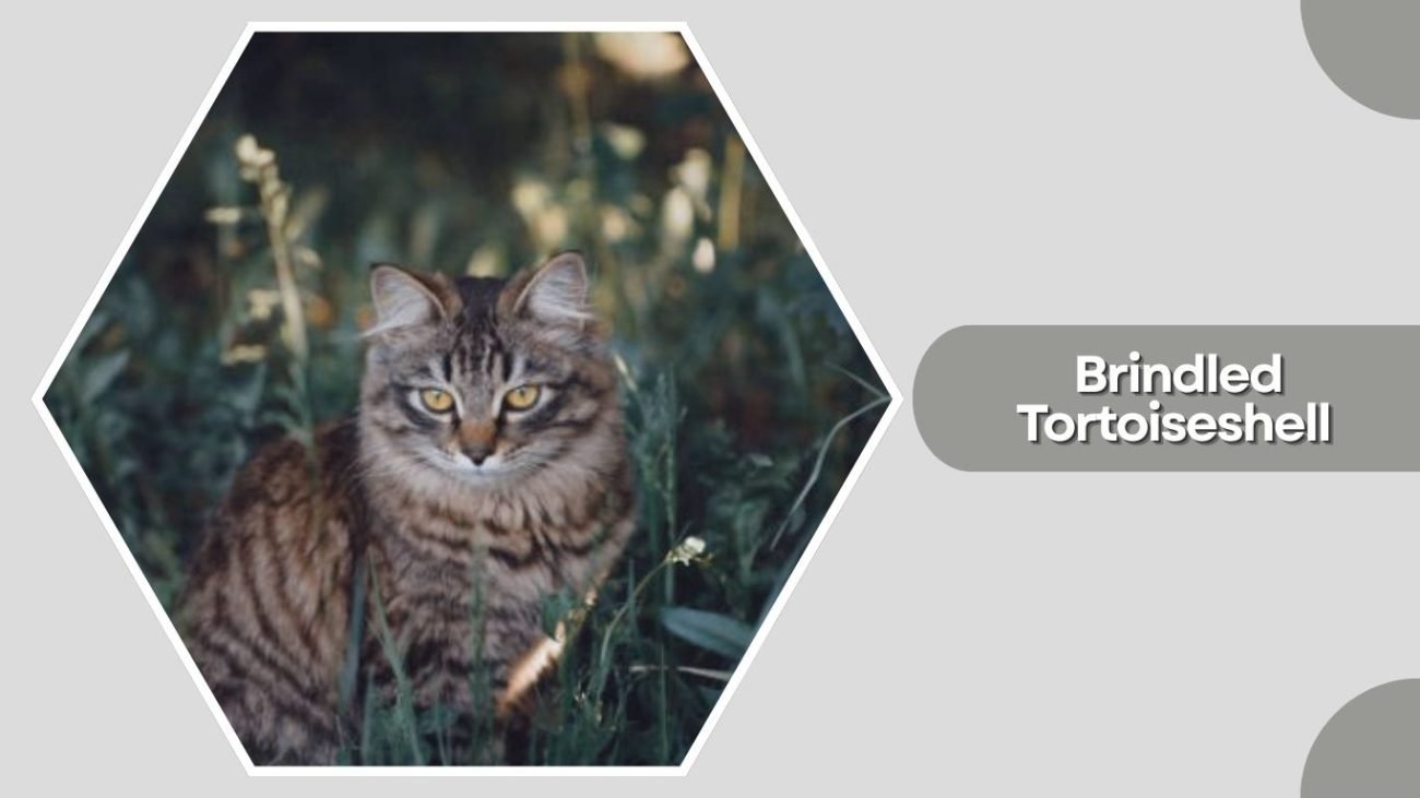 Brindled Tortoiseshell