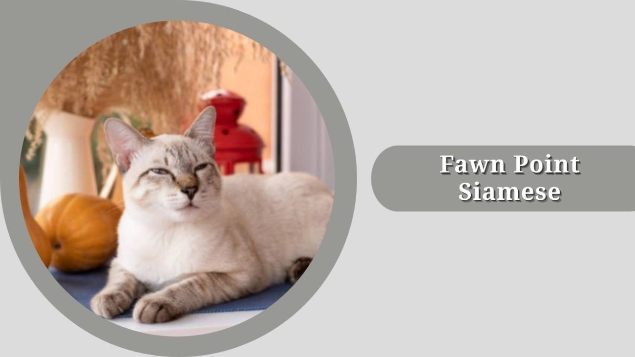  Fawn Point Siamese