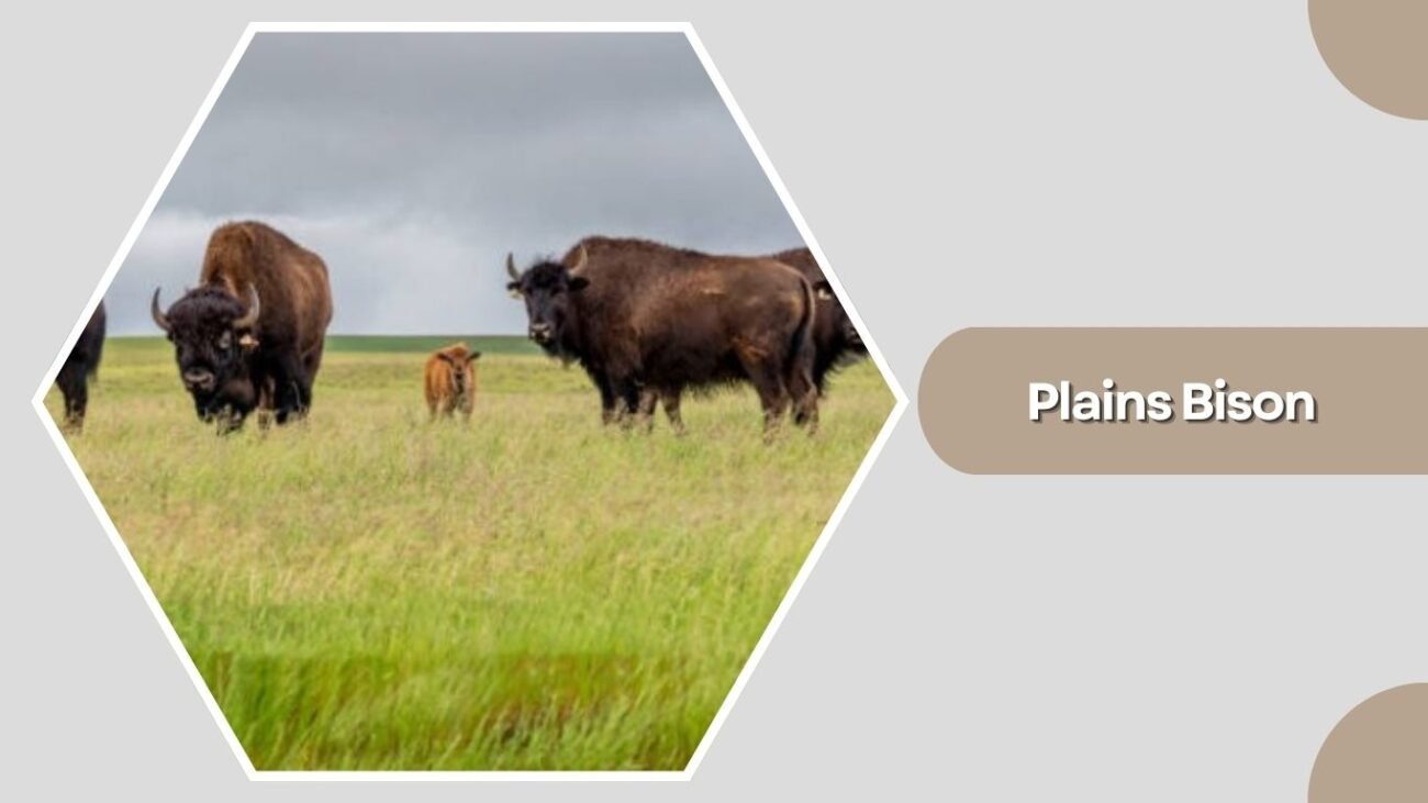 Plains Bison