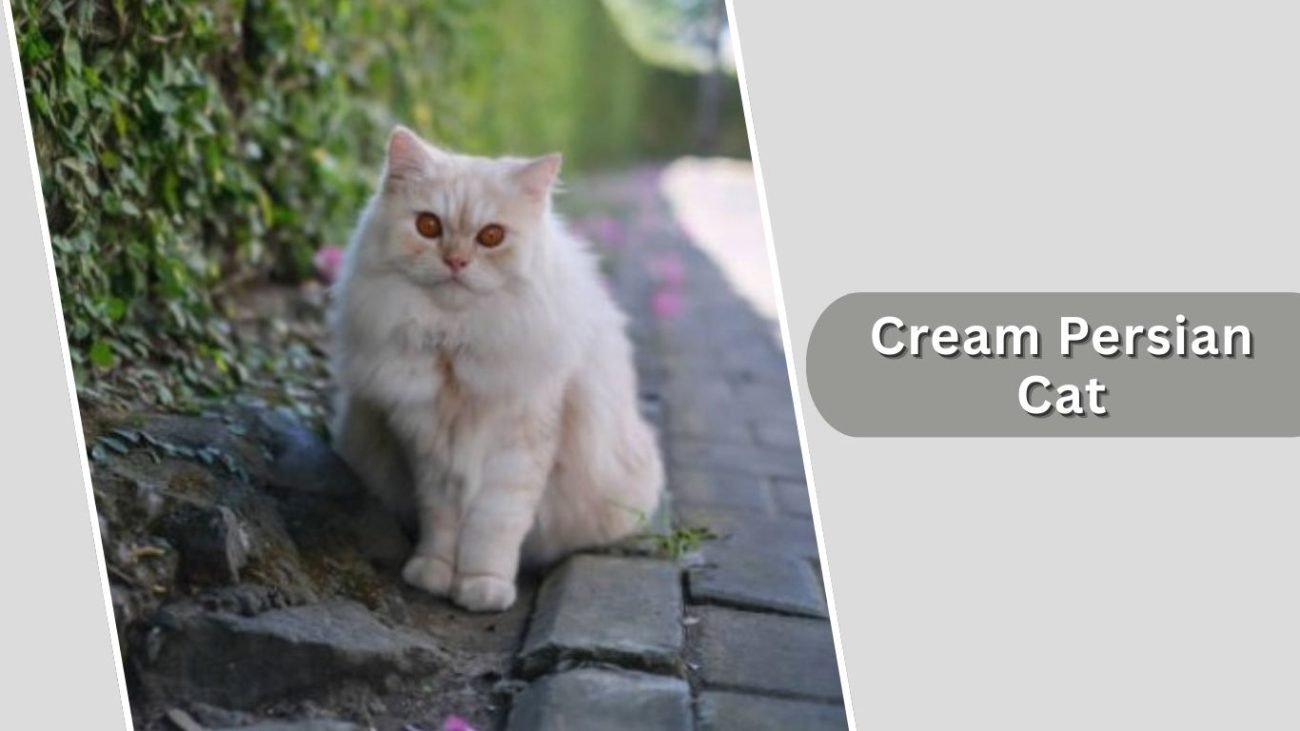  Cream Persian Cat