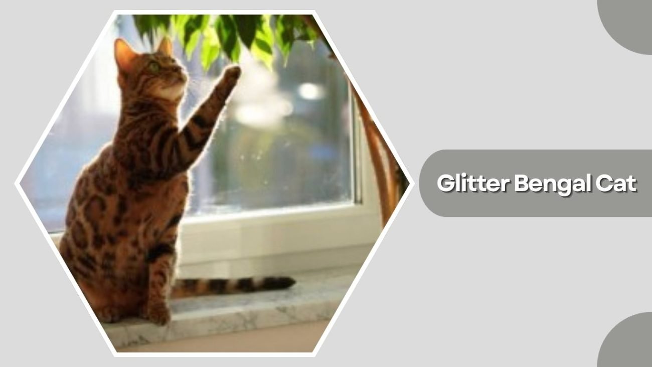 Glitter Bengal Cat