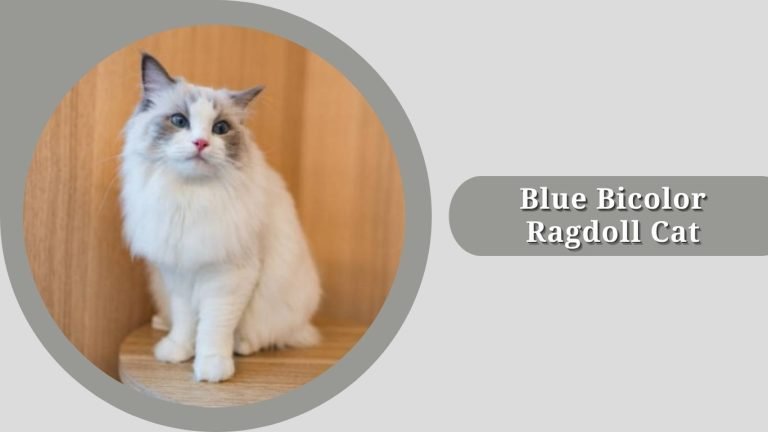 15 Types of Ragdoll cats: Species Identification with Pictures