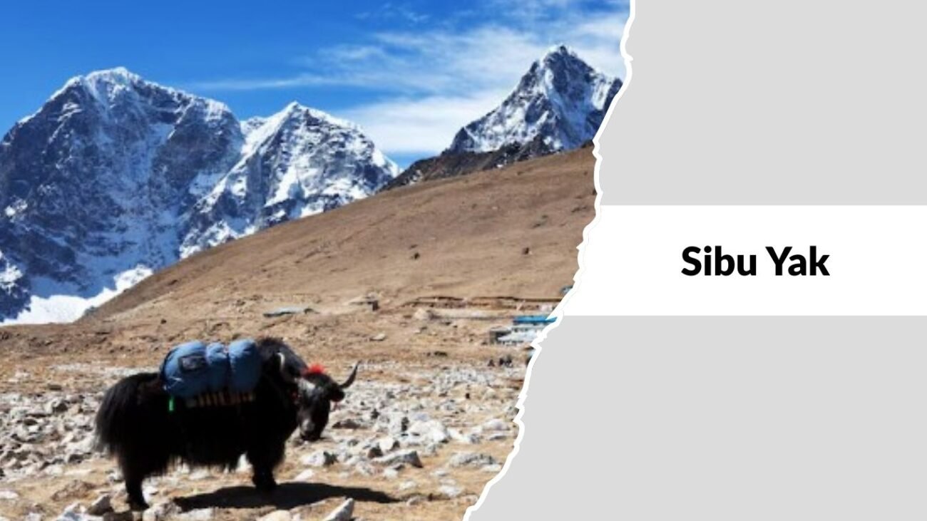 Sibu Yak