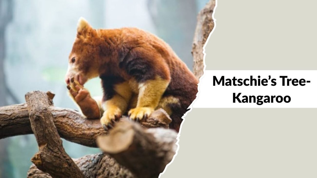 Matschie’s Tree-Kangaroo Matschie’s Tree-Kangaroo