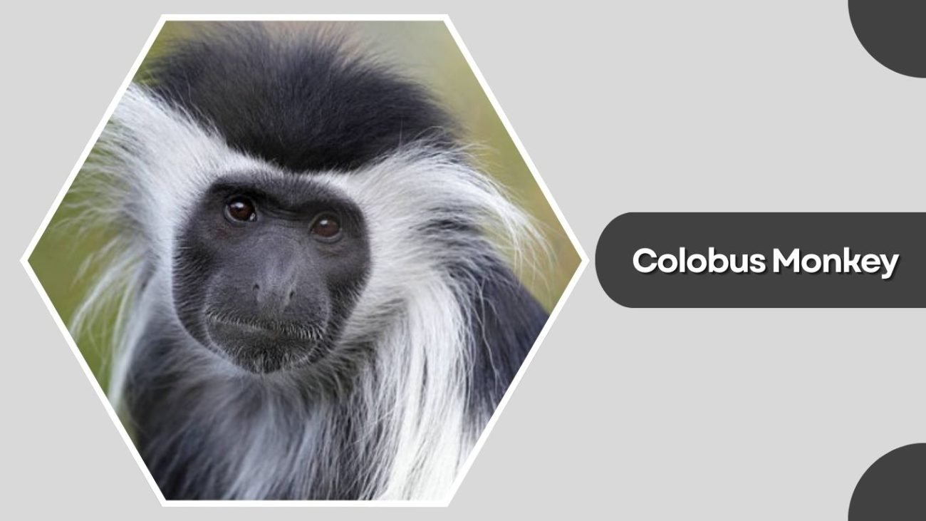 Colobus Monkey