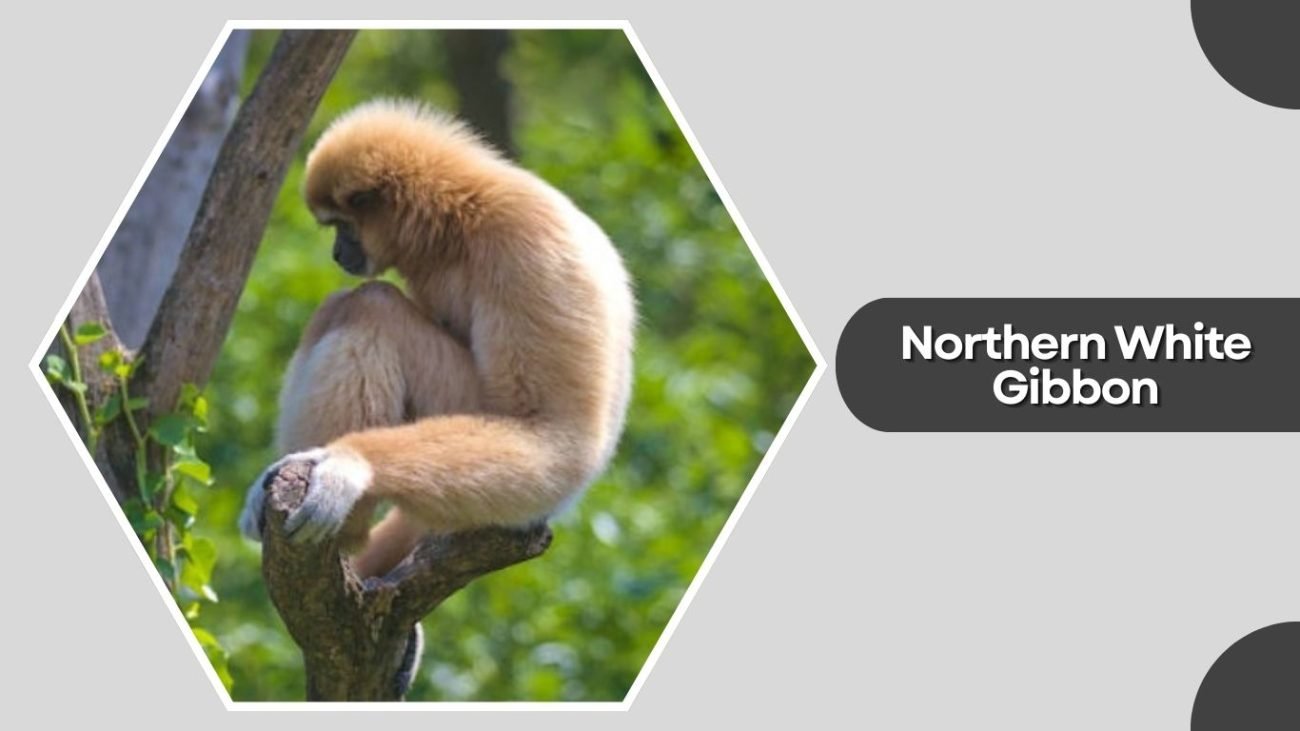 Northern White Gibbon