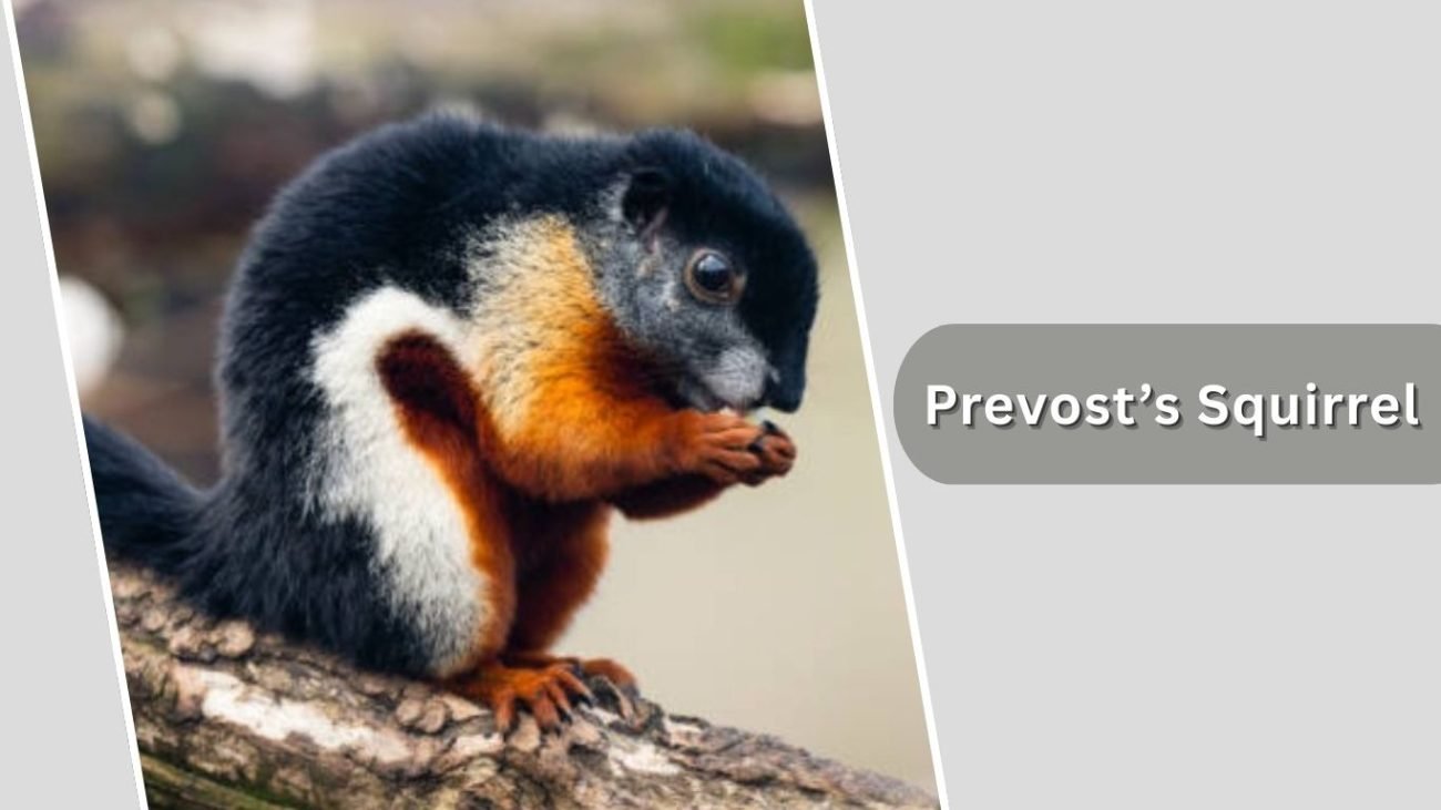 Prevost’s Squirrel Prevost’s Squirrel