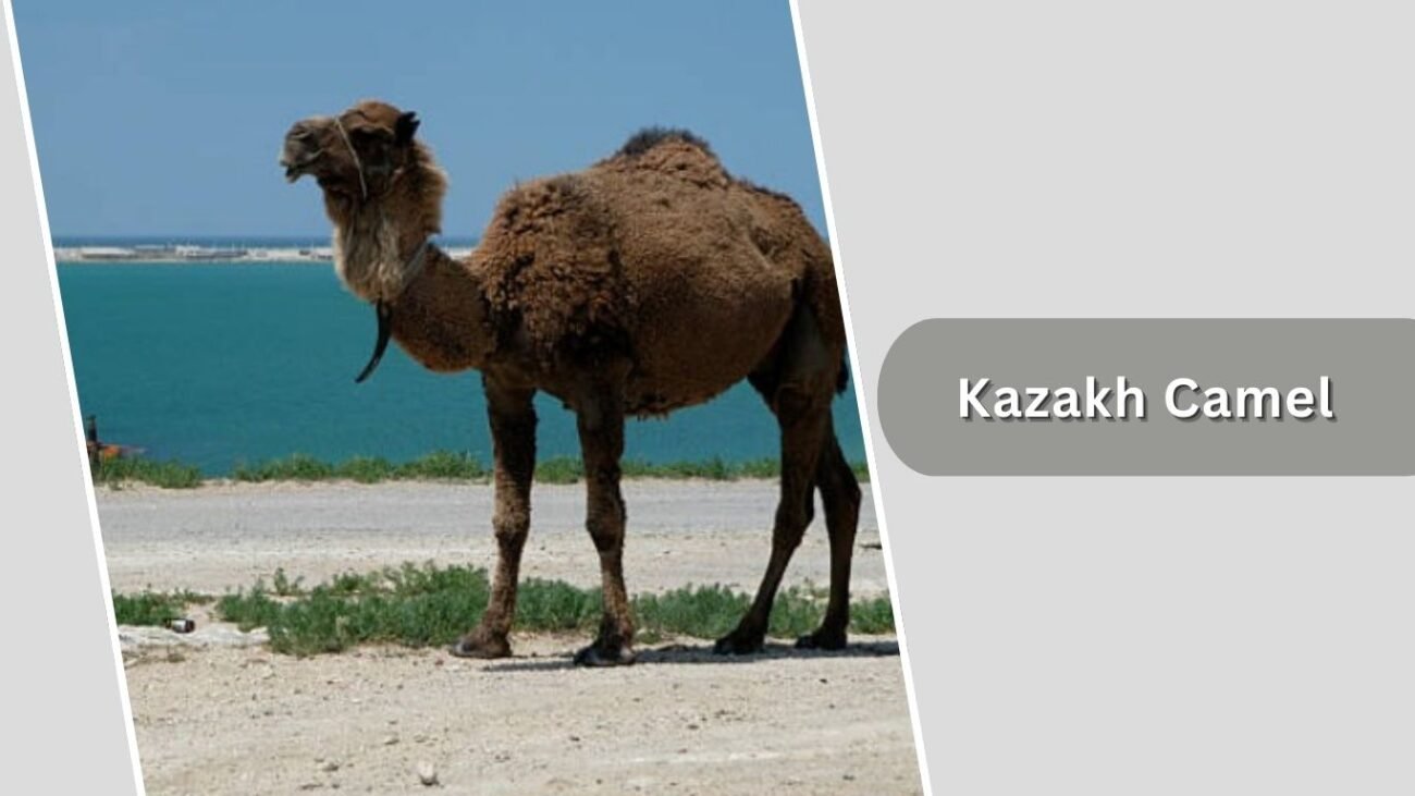 Kazakh Camel