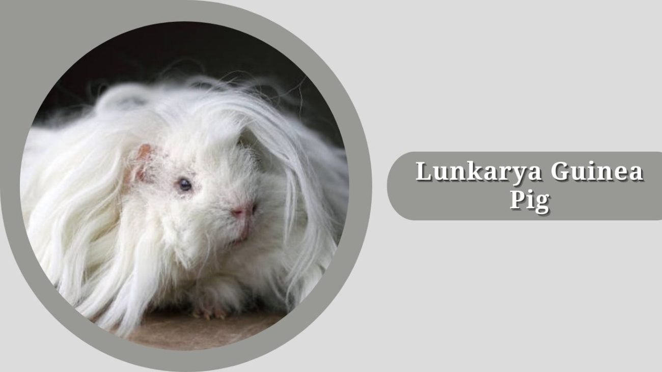 Lunkarya Guinea Pig Lunkarya Guinea Pig
