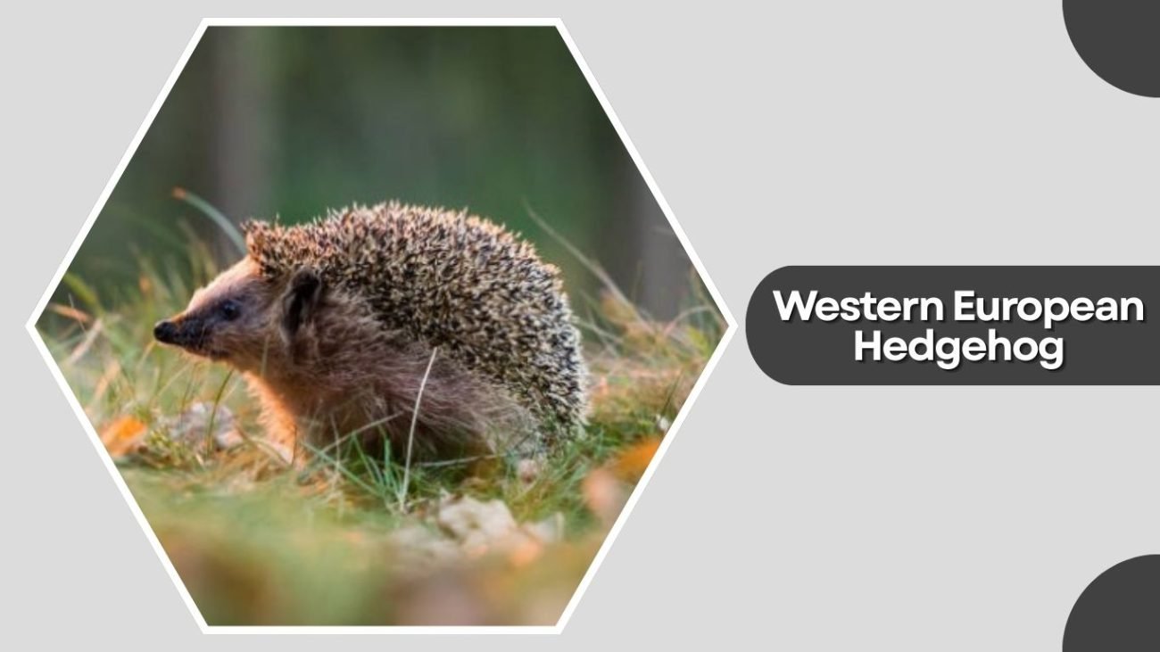 Western European Hedgehog Western European Hedgehog
