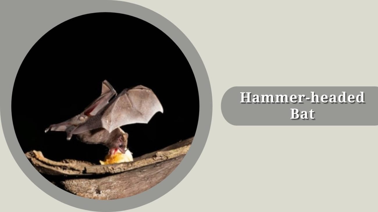 Hammer-headed Bat 
