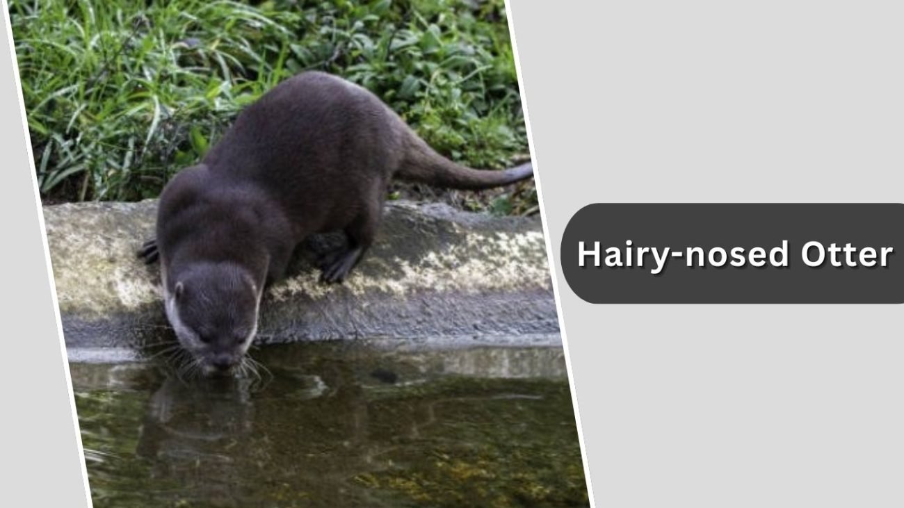 Hairy-nosed Otter