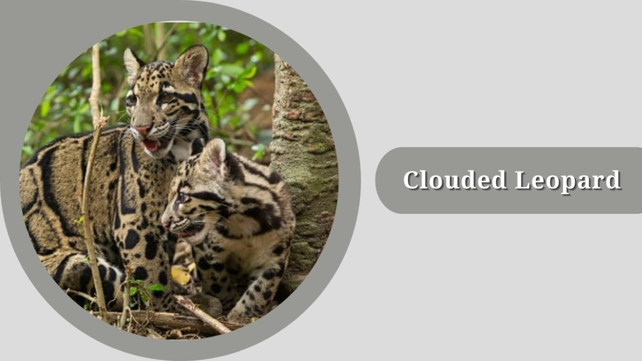 Clouded Leopard 