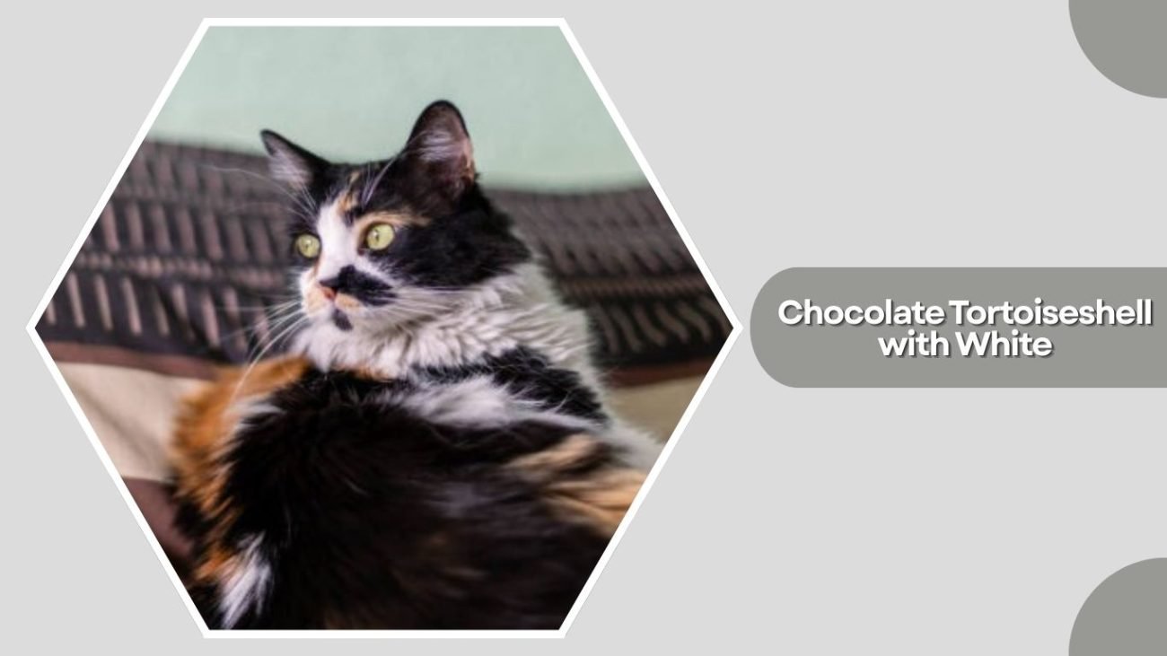 Chocolate Tortoiseshell with White