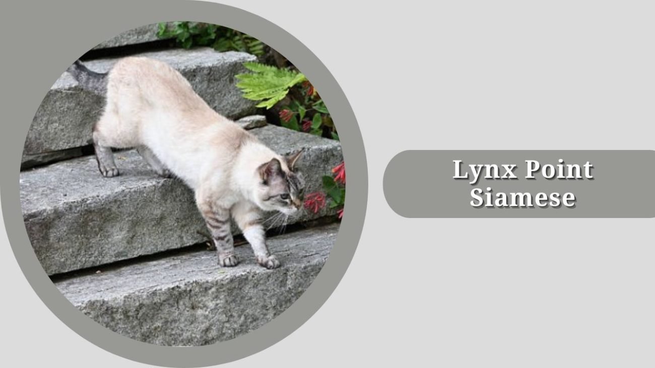 Lynx Point Siamese
