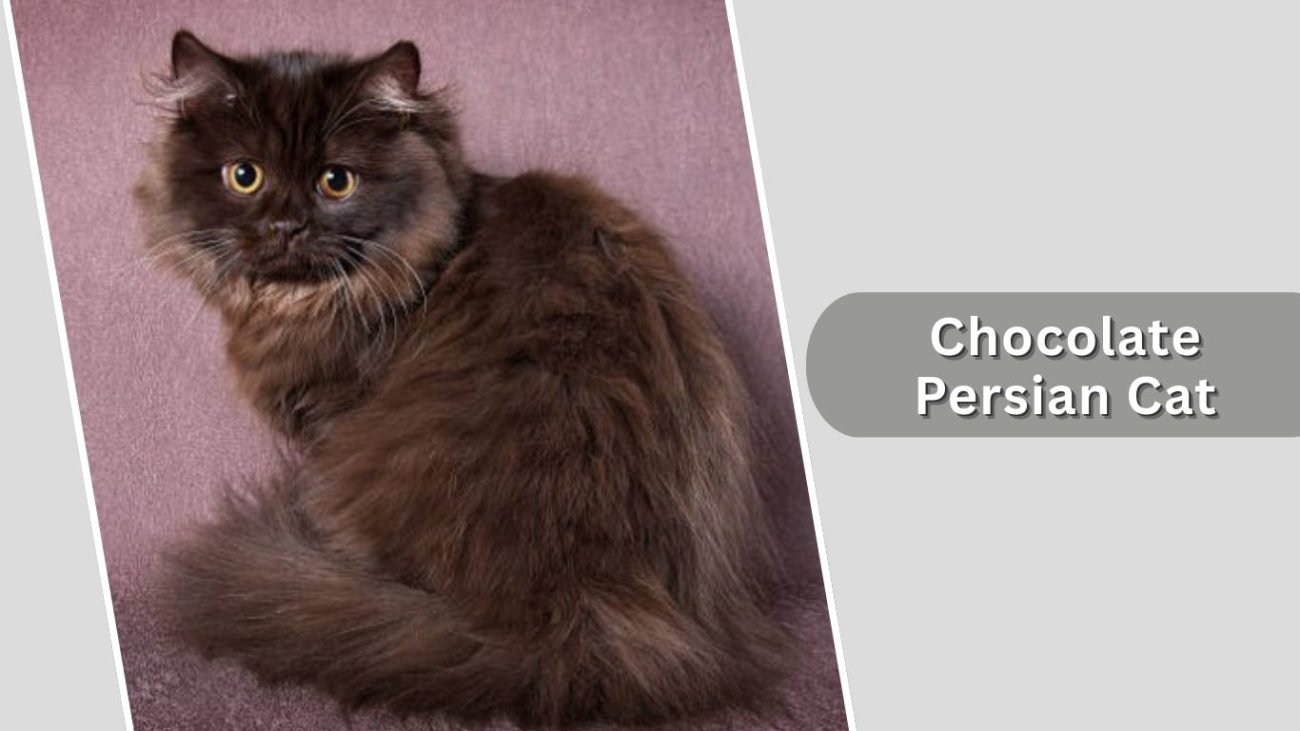 Chocolate Persian Cat