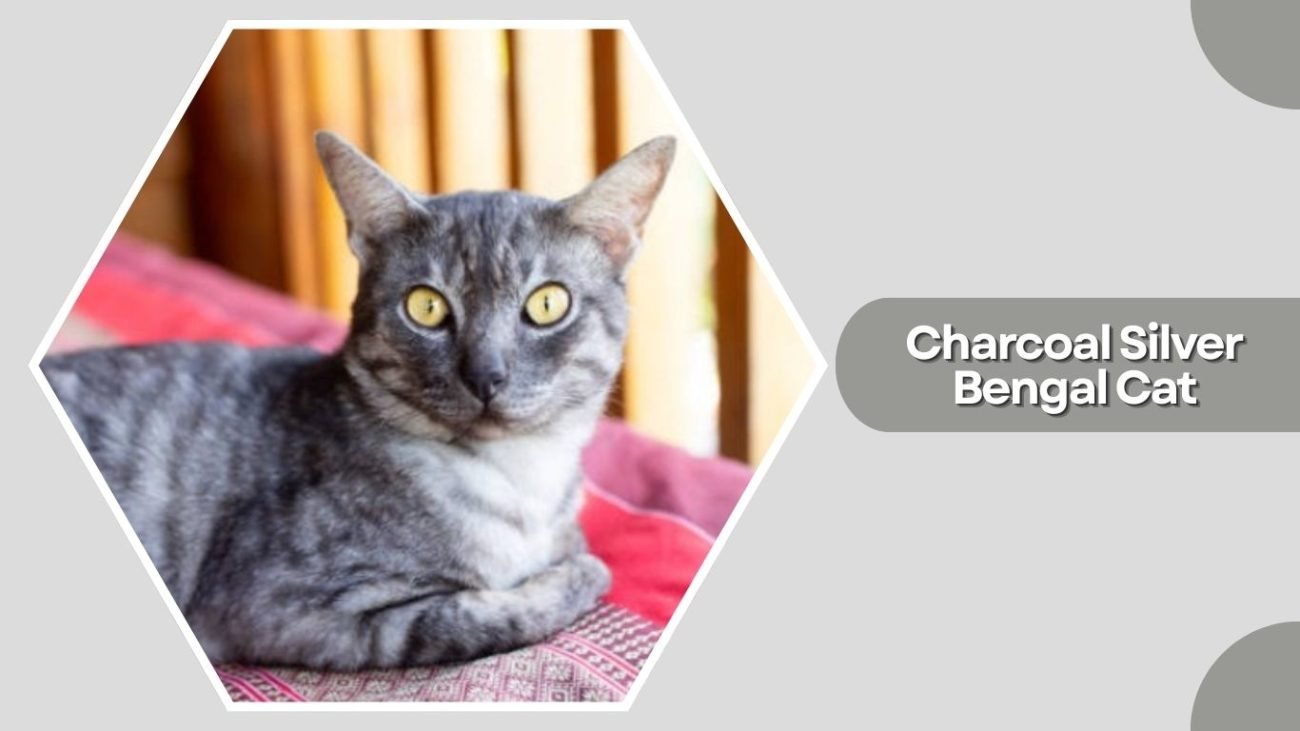 Charcoal Silver Bengal Cat