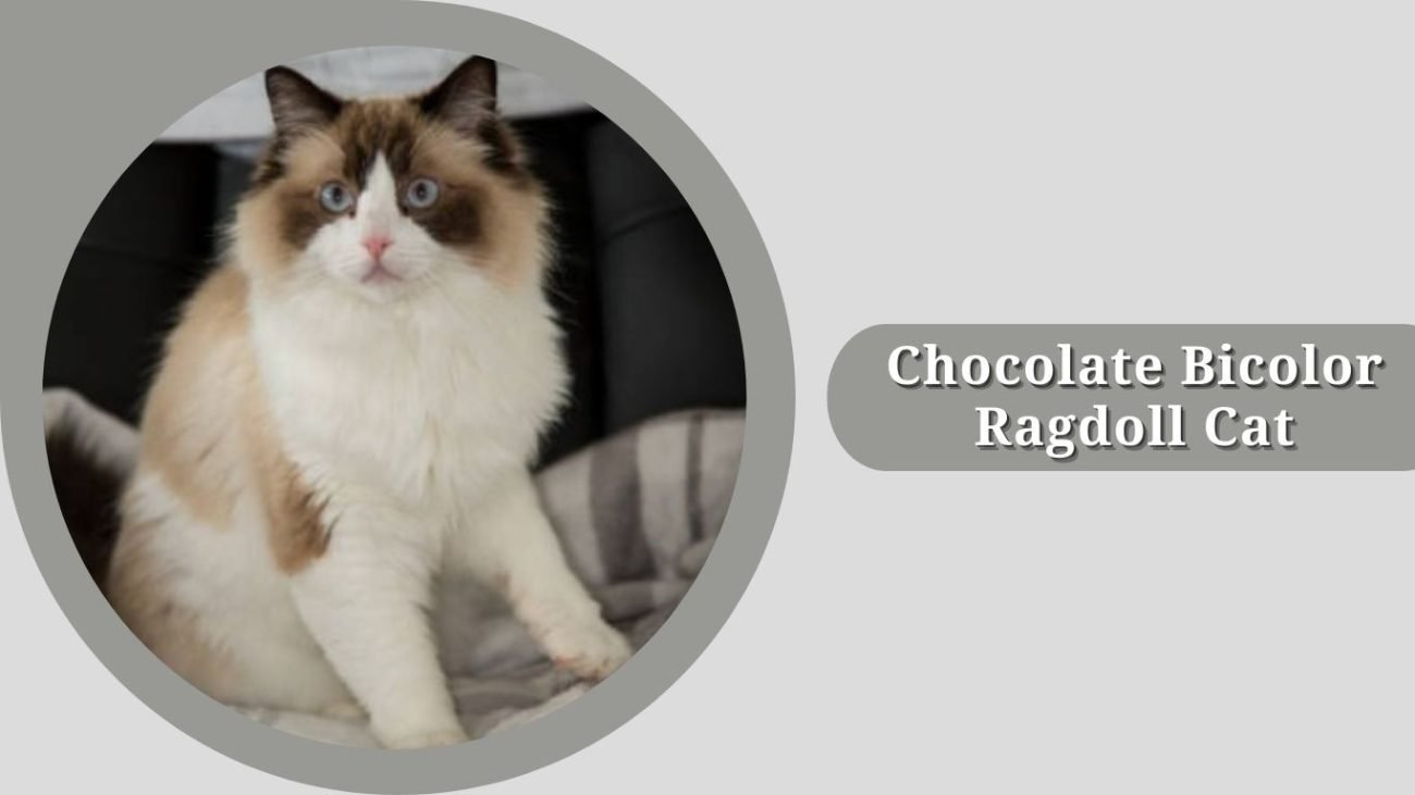 Chocolate Bicolor Ragdoll Cat
