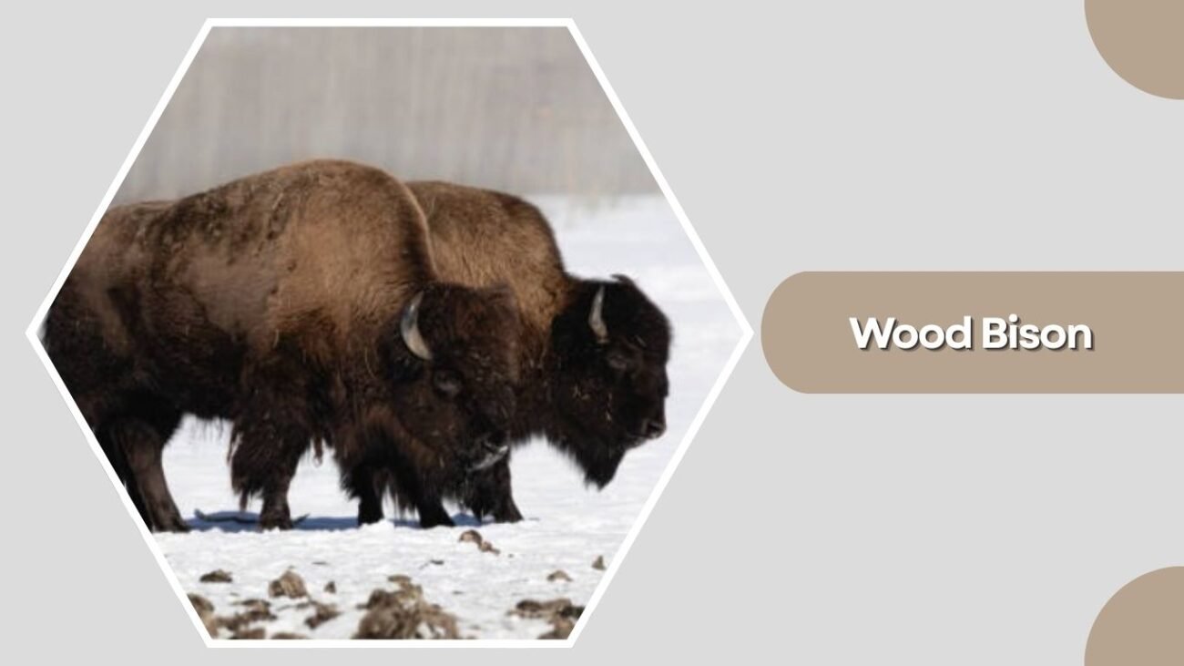 Wood Bison