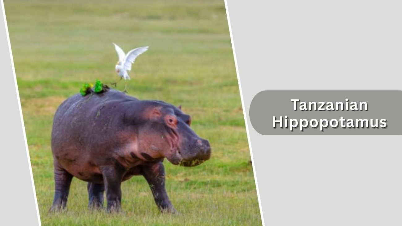 Tanzanian Hippopotamus