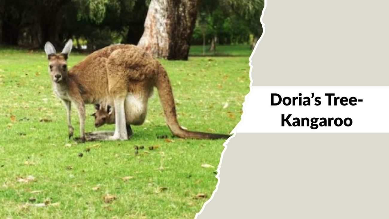 Doria’s Tree-Kangaroo Doria’s Tree-Kangaroo