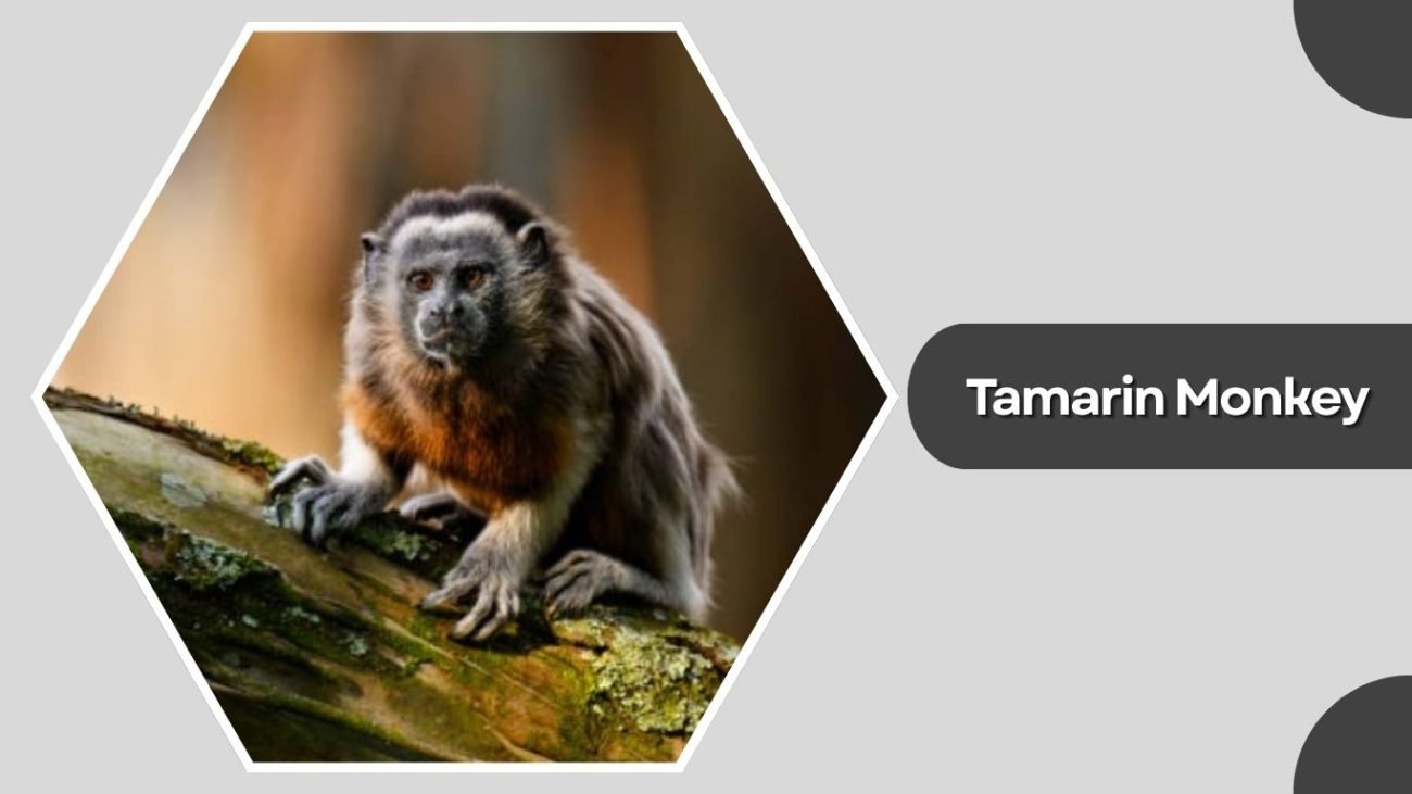 Tamarin Monkey