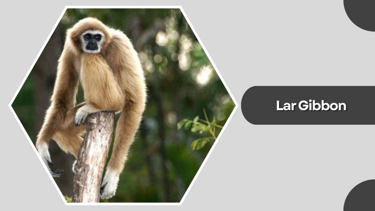 Lar Gibbon