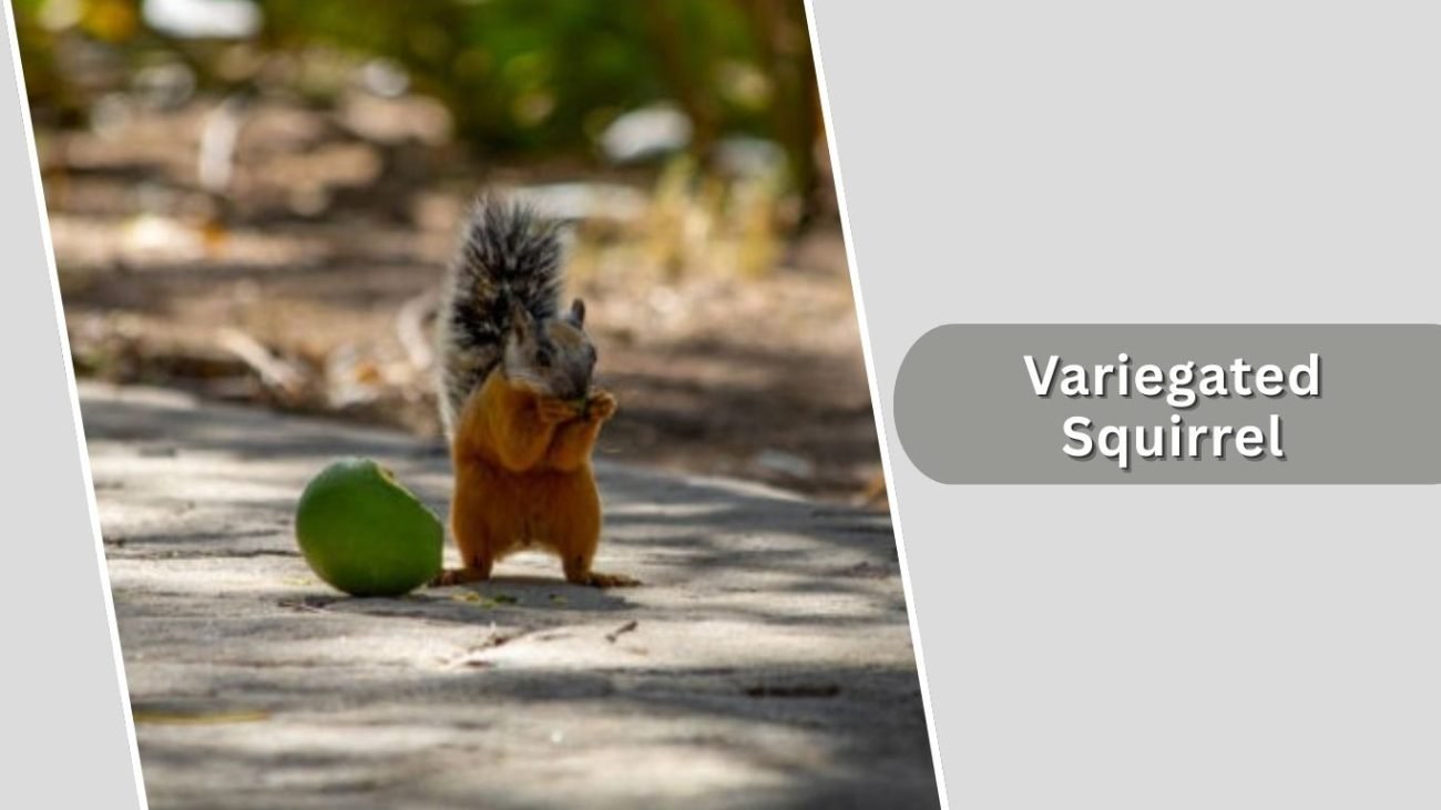 Variegated Squirrel Variegated Squirrel