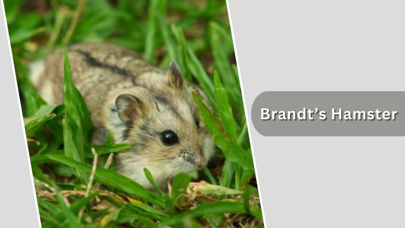 Brandt’s Hamster Brandt’s Hamster