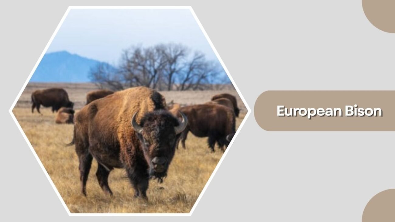 European Bison