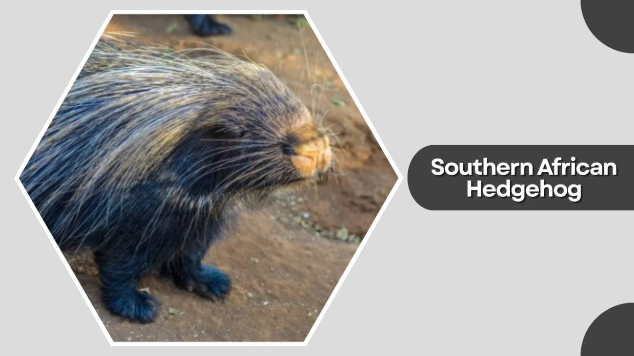 Southern African Hedgehog Southern African Hedgehog