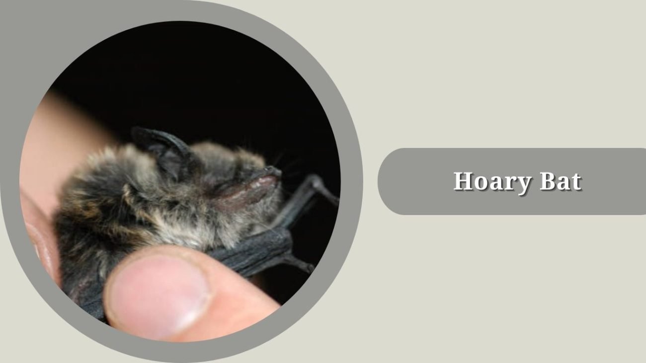 Hoary Bat 
