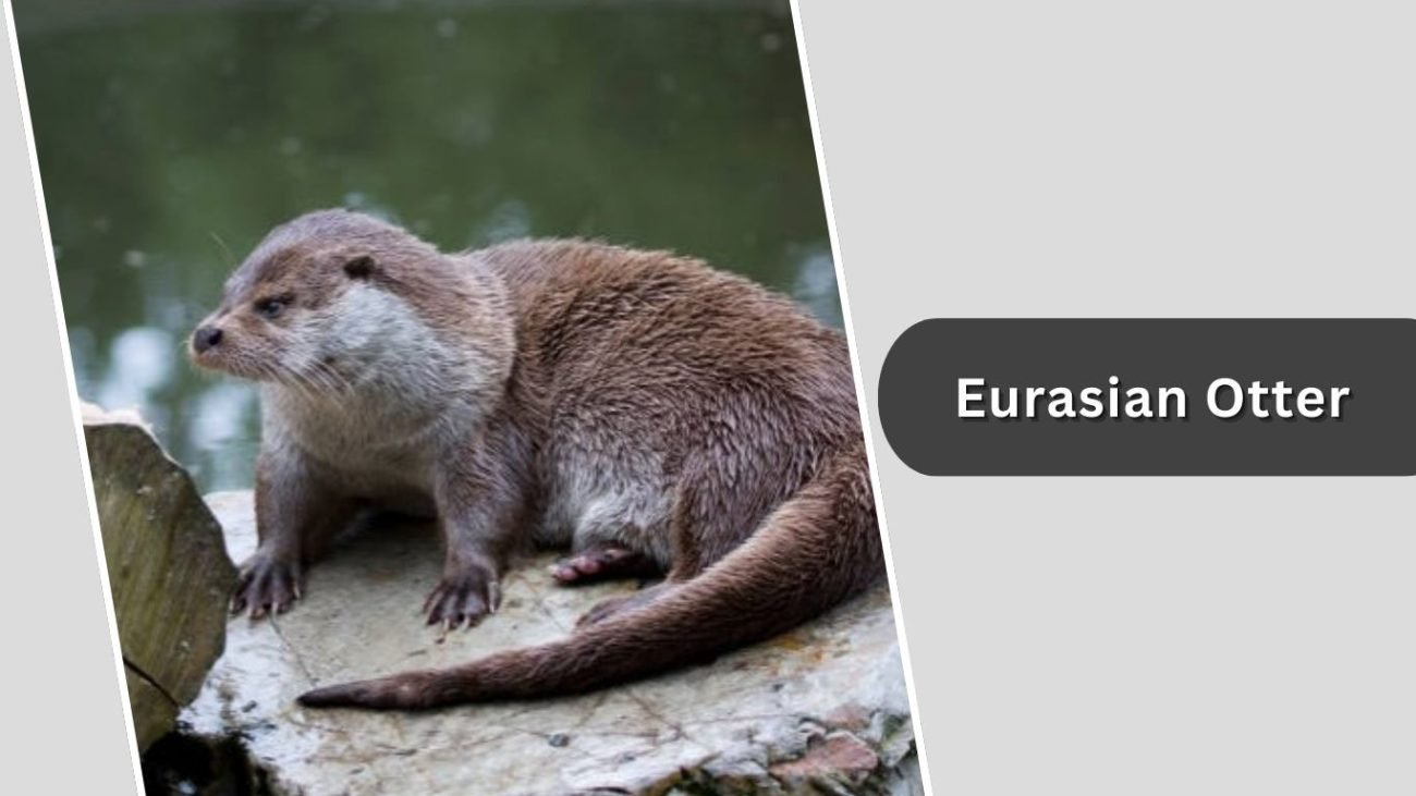 Eurasian Otter