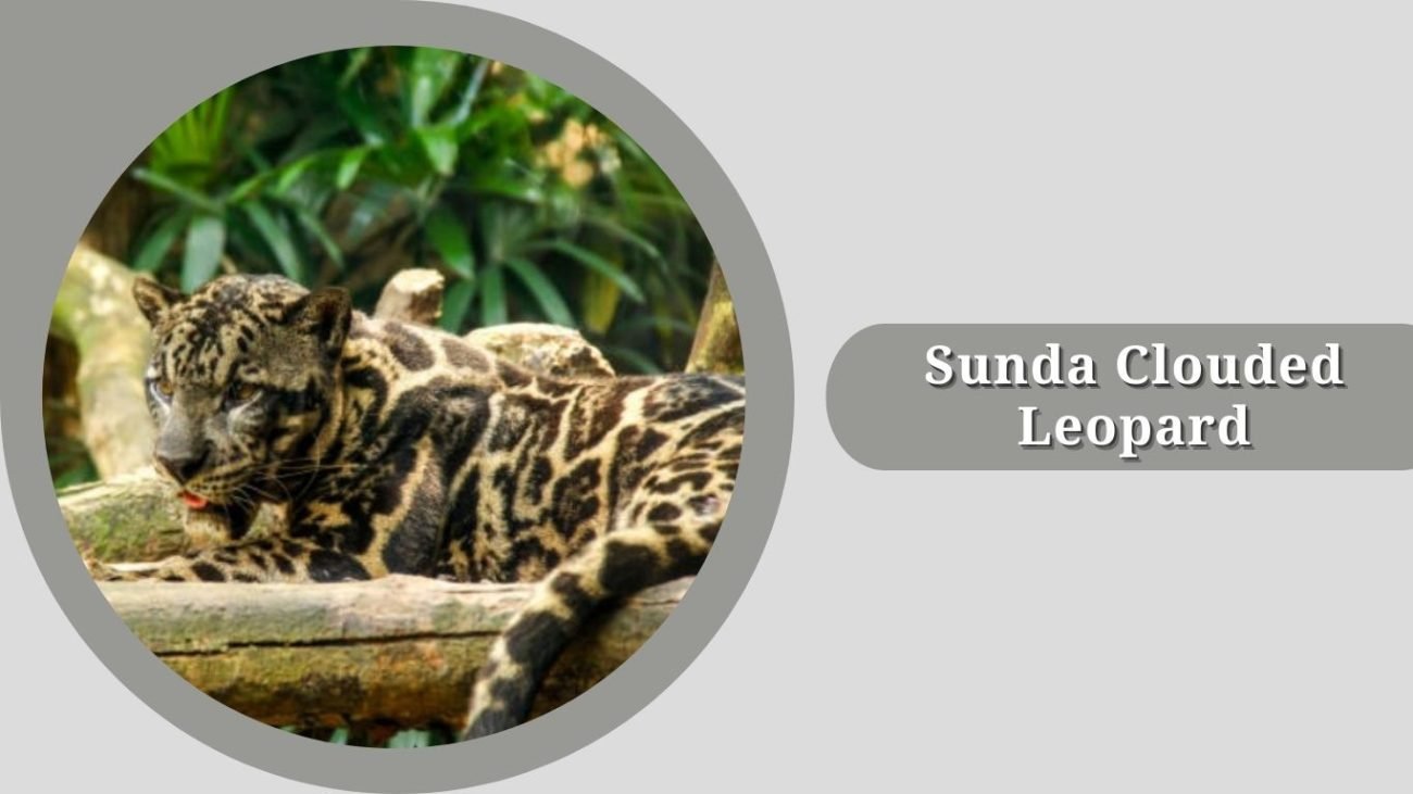 Sunda Clouded Leopard