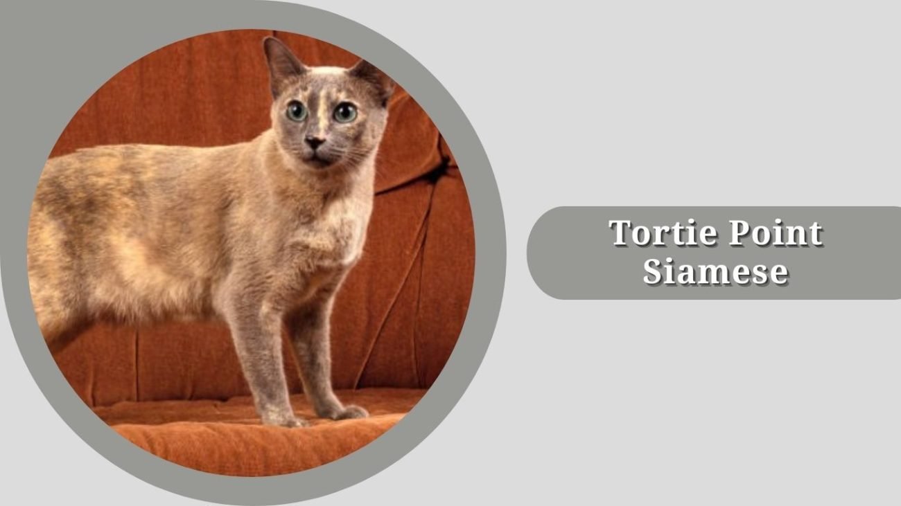 Tortie Point Siamese