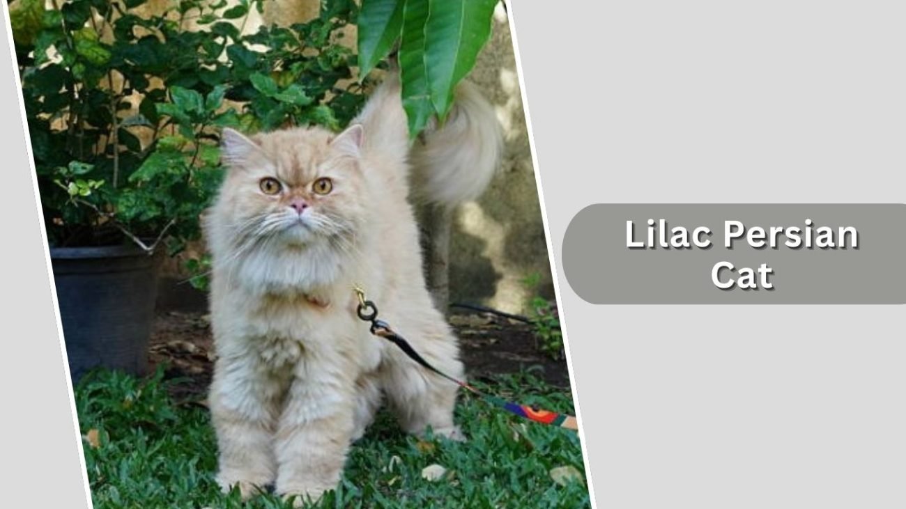Lilac Persian Cat