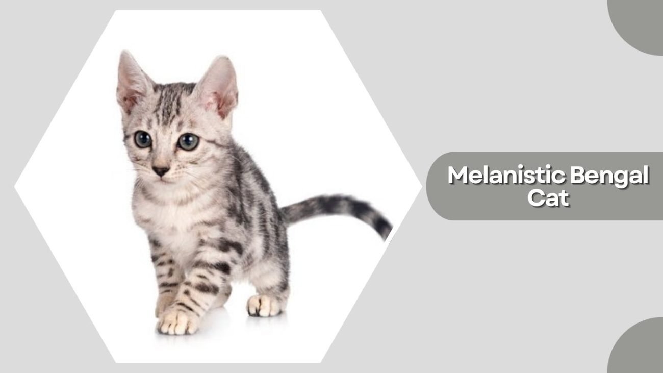 Melanistic Bengal Cat
