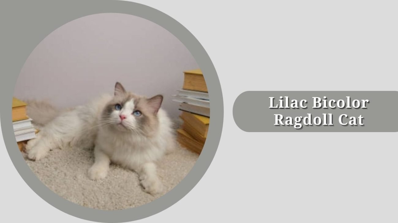 Lilac Bicolor Ragdoll Cat