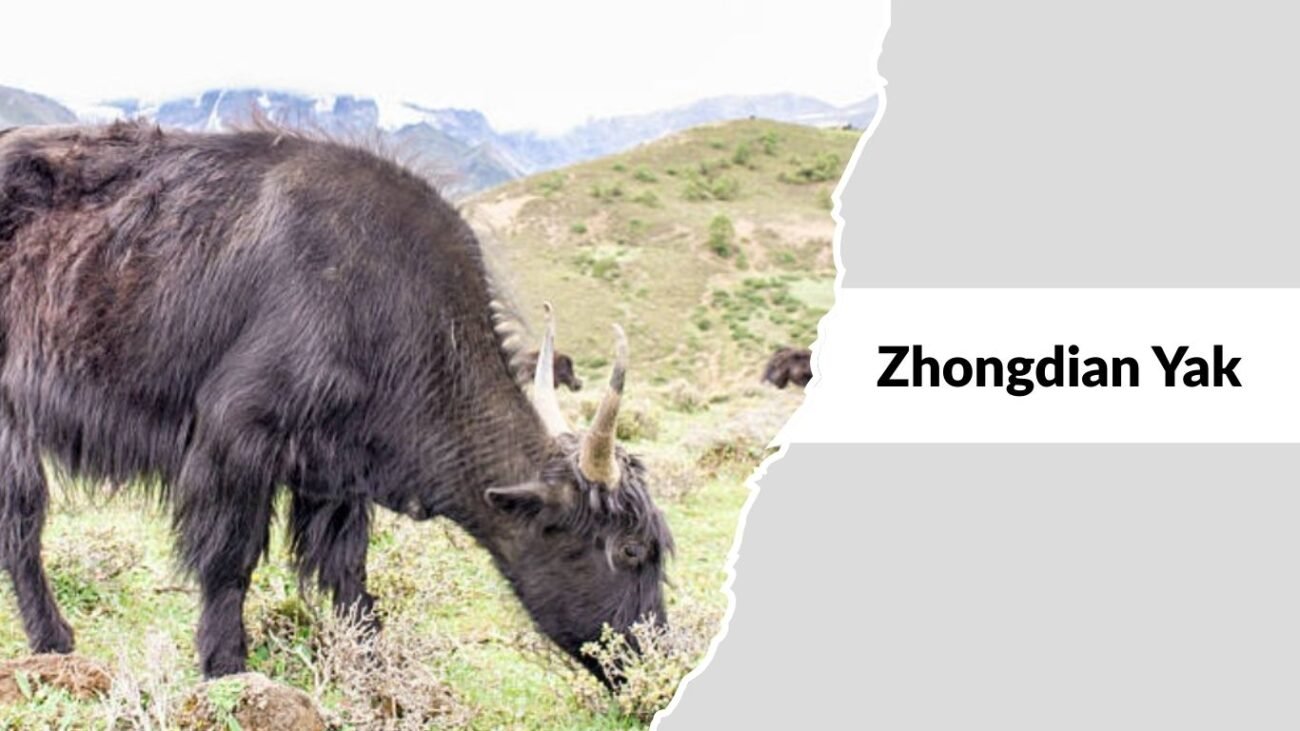 Zhongdian Yak