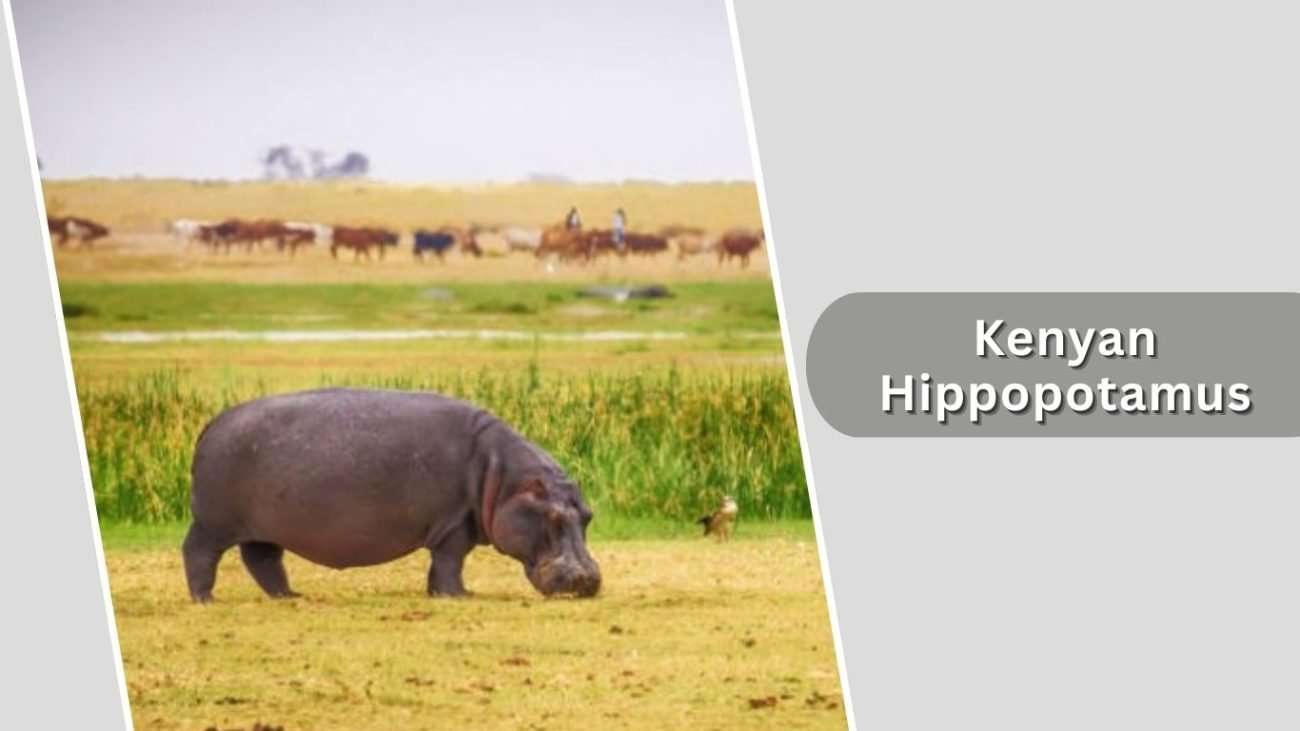 Kenyan Hippopotamus
