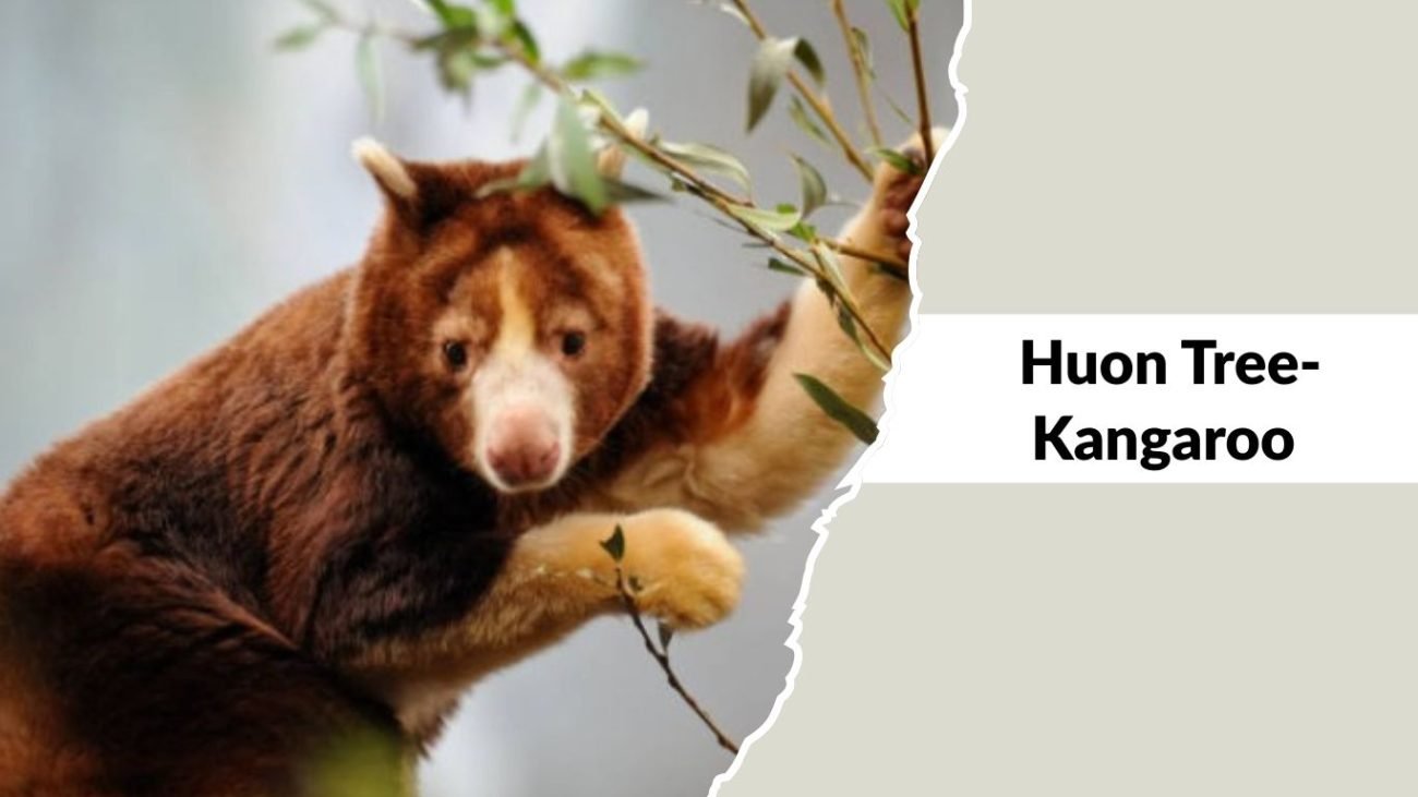 Huon Tree-Kangaroo Huon Tree-Kangaroo