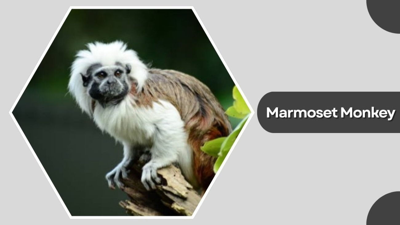 Marmoset Monkey